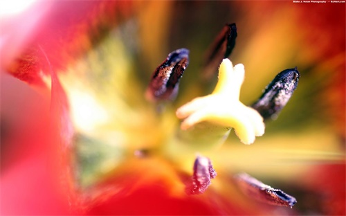 新疆都有什么地方有油菜花,为何迟迟未开花?一起来看看!