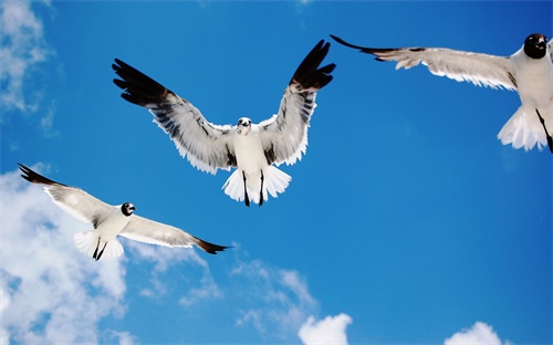 望江县好玩的地方,《诸葛亮喂鸡》第二集:鳌江又名鳌江